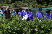 西豆学「西豆を体験しよう」