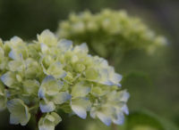 那賀バイパスのアジサイ