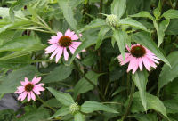 ハーブ実証栽培事業「エキナセア」