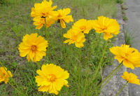 特定外来生物のオオキンケイギク