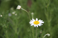 ハーブ実証栽培事業「ローマンカモミール」