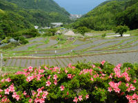 石部棚田と花