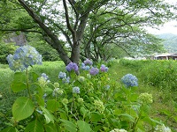 アジサイ