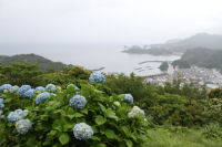 牛原山のアジサイ