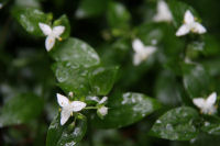 トキワツユクサ