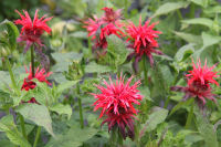 ハーブ実証栽培事業「ケンブリッチスカーレットベルガモット」