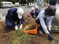 花の会と特別支援学校伊豆松座会分校が花壇の草取り作業