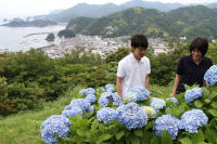 牛原山のアジサイ