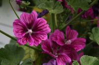 ハーブ実証栽培事業「コモンマロー」