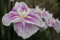 重文岩科学校前のあやめ