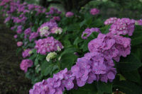 那賀バイパスのアジサイ