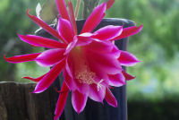 クジャクシャボテン