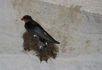 ツバメが巣作り