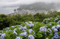 牛原山のアジサイの丘