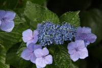 ガクアジサイ