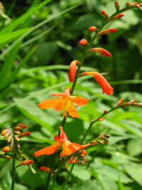 ヒメオウギスイセン