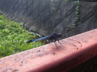 シオカラトンボ