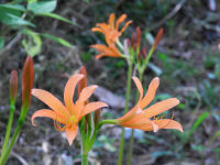 キツネノカミソリ