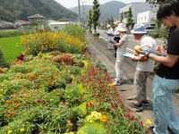 第36回花壇コンクール 第36回花壇コンクール