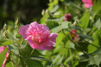 酔芙蓉（スイフヨウ）