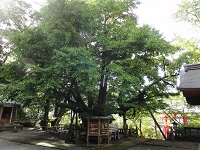 銀杏 銀杏