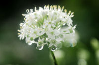 ニラの花 ニラの花