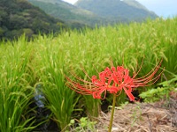 彼岸花 彼岸花
