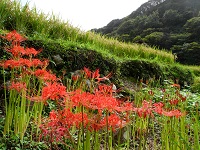 石部棚田 石部棚田