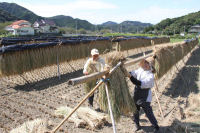稲刈り 稲刈り