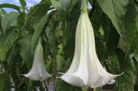 キダチチョウセンアサガオ