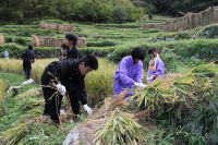 松崎高校と特別支援学校伊豆松崎分校の生徒が石部棚田で作業