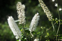 サラシナショウマ