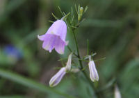 ツリガネニンジン