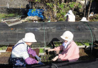 老人会ビオラ苗移植作業