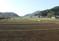 那賀の田んぼをつかった花畑