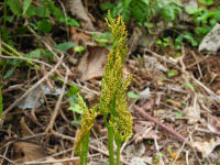 フユノハナワラビ