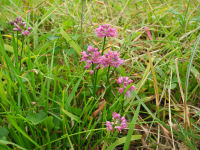 ヤマラッキョウ