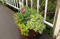 峰地区寄せ植え