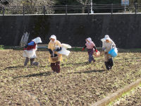 那賀の田んぼをつかった花畑で種まき