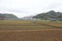 那賀の田んぼをつかった花畑