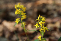 アキノキリンソウ