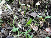 那賀の田んぼをつかった花畑