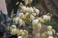 アツバキミガヨラン