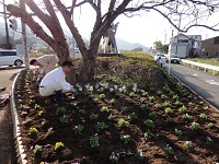 桜田花壇植栽作業