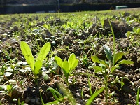 田んぼをつかった花畑 田んぼをつかった花畑
