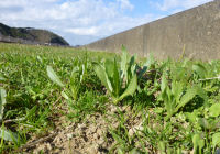 田んぼをつかった花畑