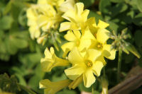 オオキバナカタバミ