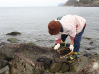 石部海岸で岩のり採り