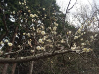 牛原山の梅園