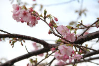 雲見入谷バス停付近の桜